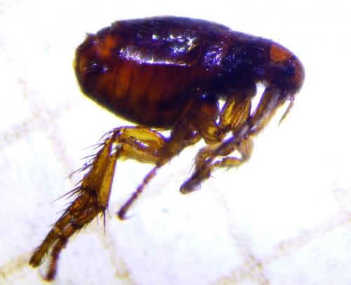 Pulex irritans