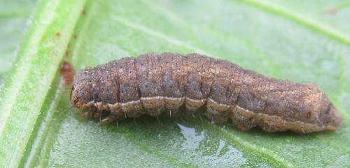 Noctuinae