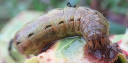 Noctua pronuba