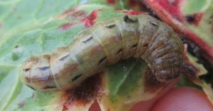 Noctua pronuba