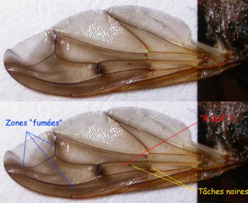 Myopa tessellatipennis