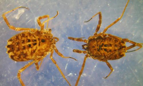 Homalenotus quadridentatus