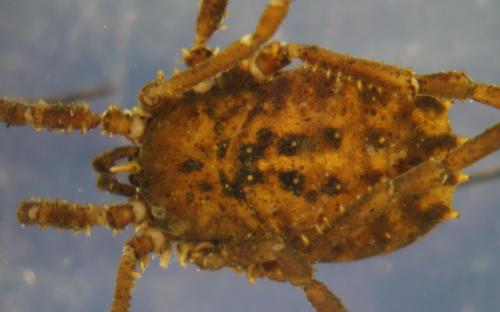 Homalenotus quadridentatus