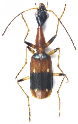 Réf. 218 926 : Ophionea indica