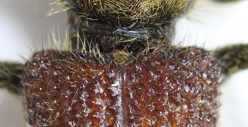 Clerus thanasimoides