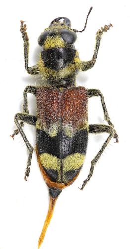 Clerus thanasimoides