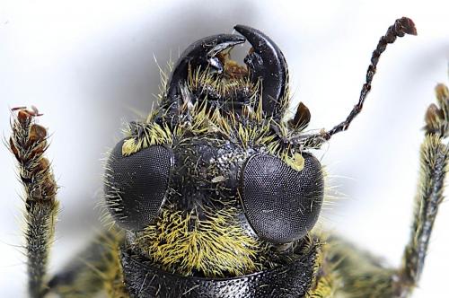 Clerus thanasimoides