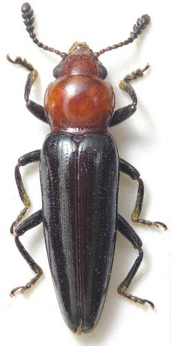 Réf. 218 916 : Languriinae inconnu