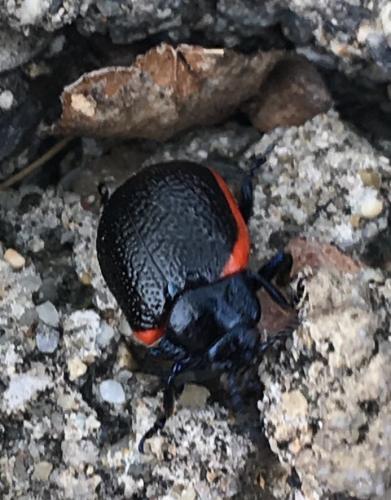 Chrysolina kuesteri