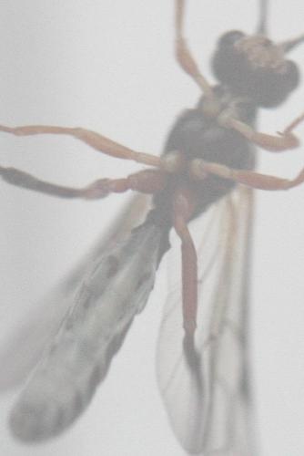 Eridolius sp.