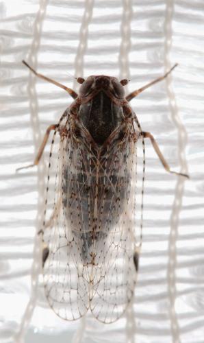 Cixius sp.