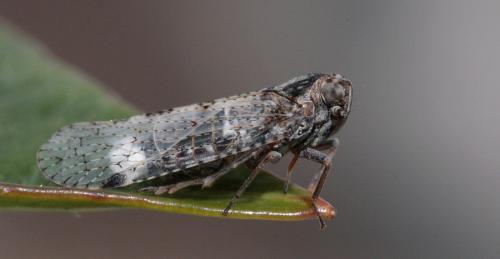 Cixius sp.