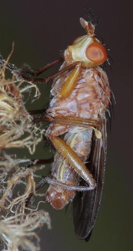 Tetanocera sp.