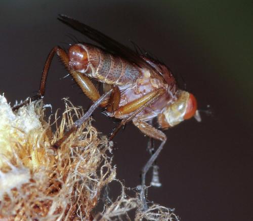 Tetanocera sp.