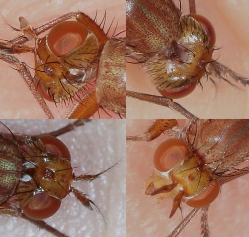 Tetanocera sp.