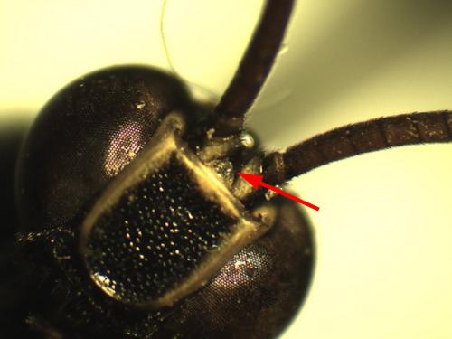 Metopius fuscipennis