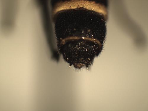 Réf. 218 938 : Metopius fuscipennis