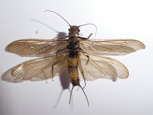 Réf. 218 940 : Perla marginata