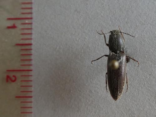 Réf. 218 292 : Athous haemorrhoidalis