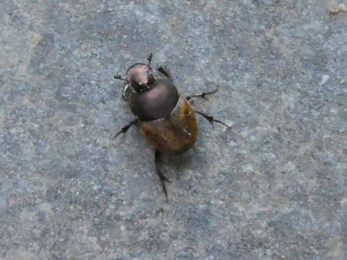 Onthophagus coenobita