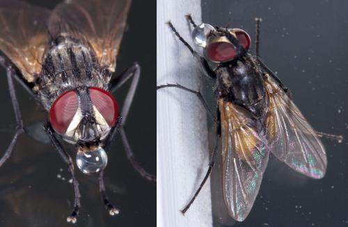Réf. 218 519 : Musca domestica