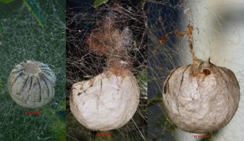 Argiope bruennichi