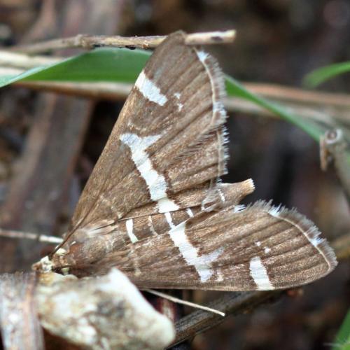Réf. 218 230 : Spoladea recurvalis