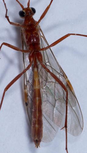 Réf. 218 560 : Ophion obscuratus