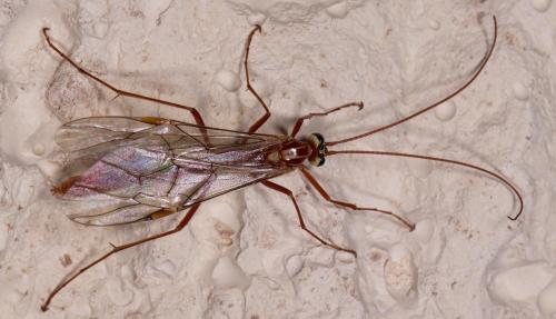 Réf. 218 556 : Ophion obscuratus