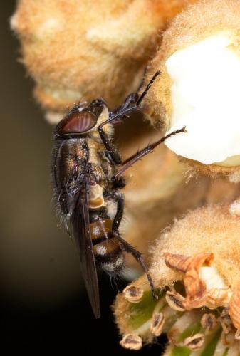 Stomorhina lunata