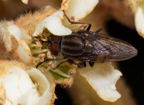 Stomorhina lunata