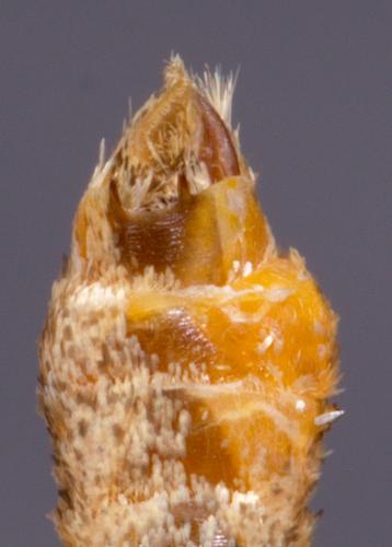 Réf. 218 010 : Epirrita dilutata