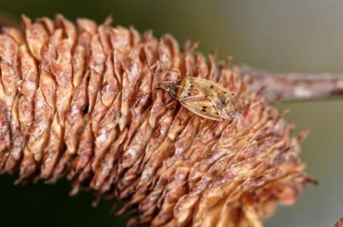 Réf. 218 002 : Kleidocerys resedae