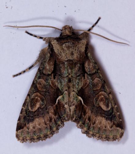 Allophyes oxyacanthae