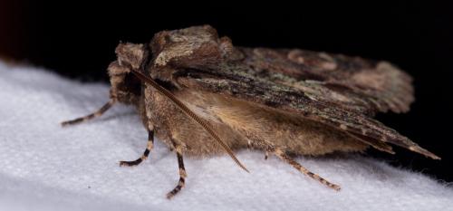 Allophyes oxyacanthae