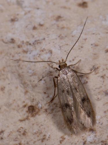 Réf. 218 512 : Borkhausenia nefrax