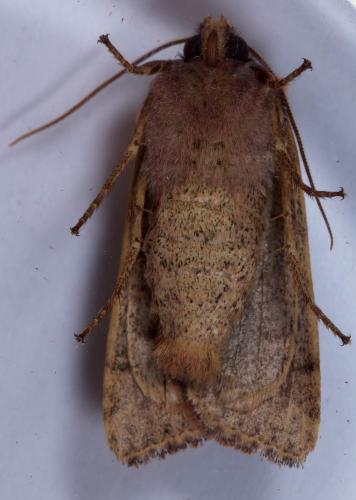 Réf. 218 209 : Agrochola lychnidis