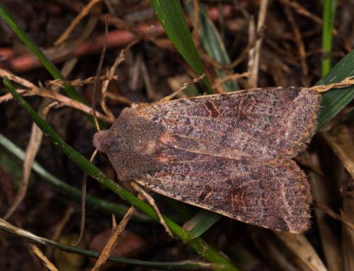 Réf. 218 208 : Agrochola lychnidis