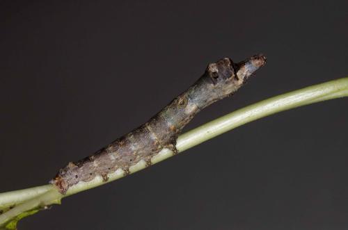 Bombyx mandarina