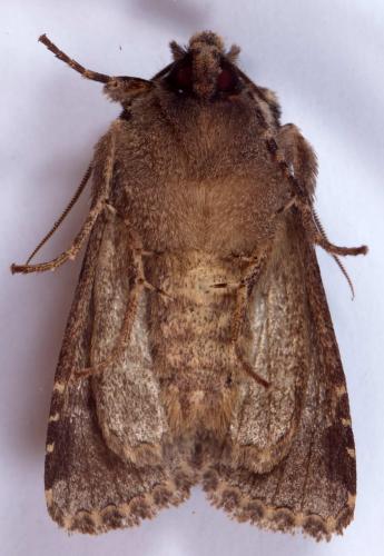 Réf. 218 202 : Allophyes oxyacanthae