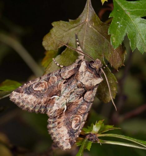 Réf. 218 203 : Allophyes oxyacanthae