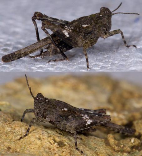 Paratettix meridionalis