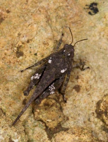 Paratettix meridionalis