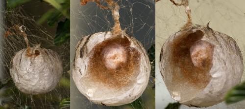 Argiope bruennichi