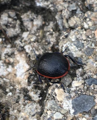 Chrysolina kuesteri