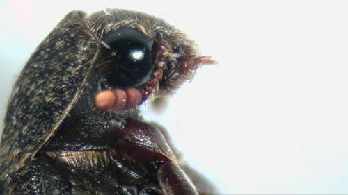 Dermestes haemorrhoidalis