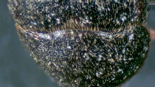 Dermestes haemorrhoidalis
