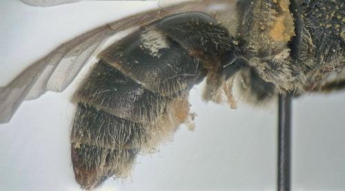 Lasioglossum pallens