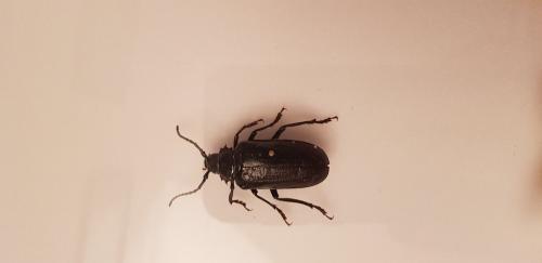 Prionus coriarius