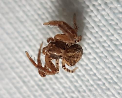 Xysticus sp.